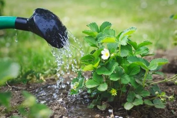 Gießkanne gießt Erdbeerpflanze